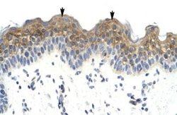 HSFX1/2 Rabbit anti-Human, Polyclonal, Novus Biologicals:Antibodies:Primary